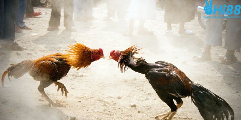 Những thắc mắc thường gặp tại sân chơi Hi88